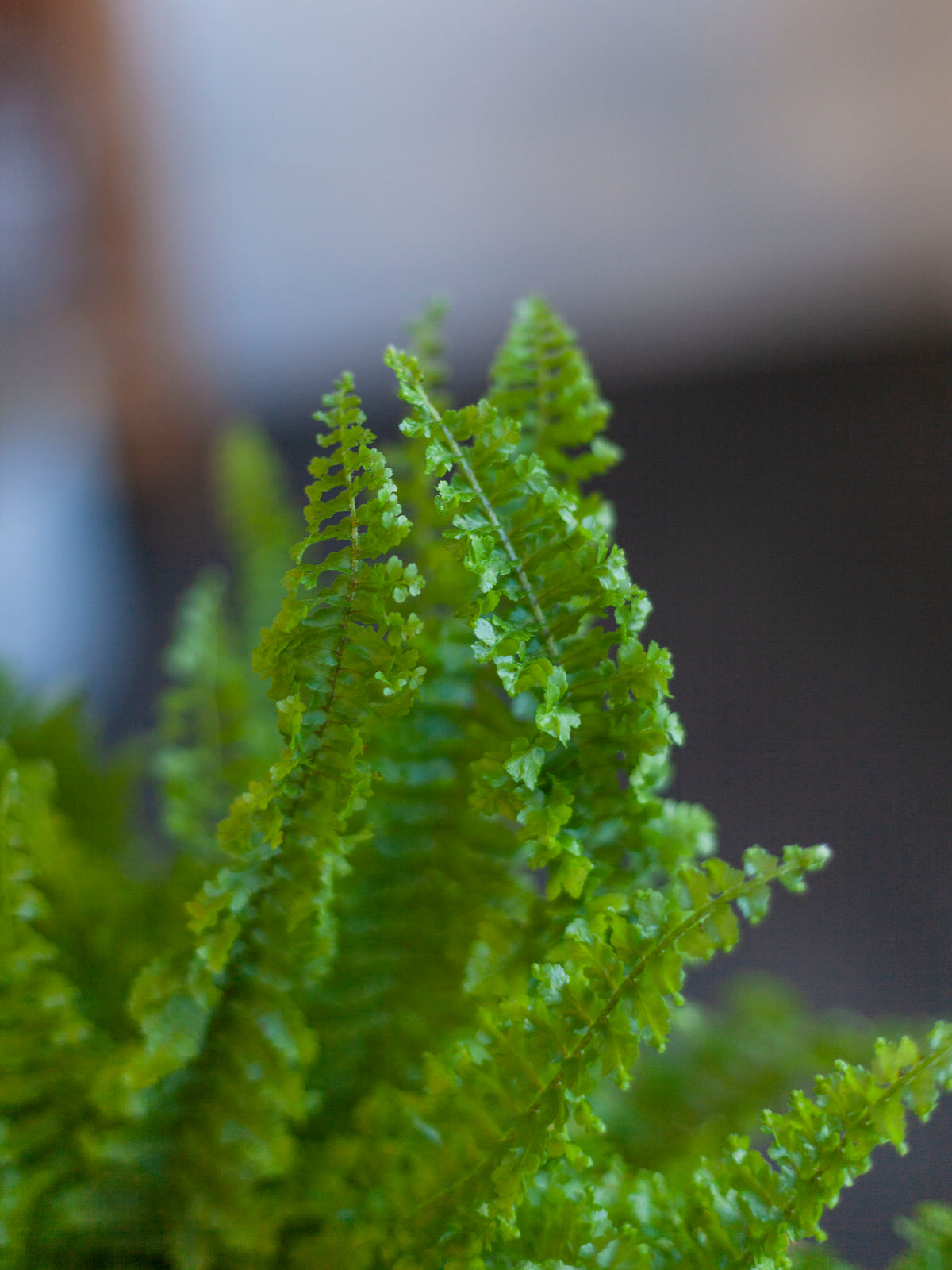 Fluffy Ruffle Fern 4"