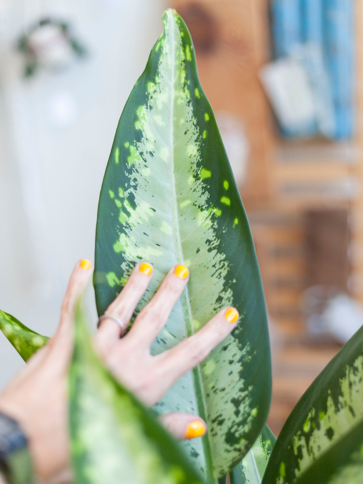 Dieffenbachia 'Panther' 6"