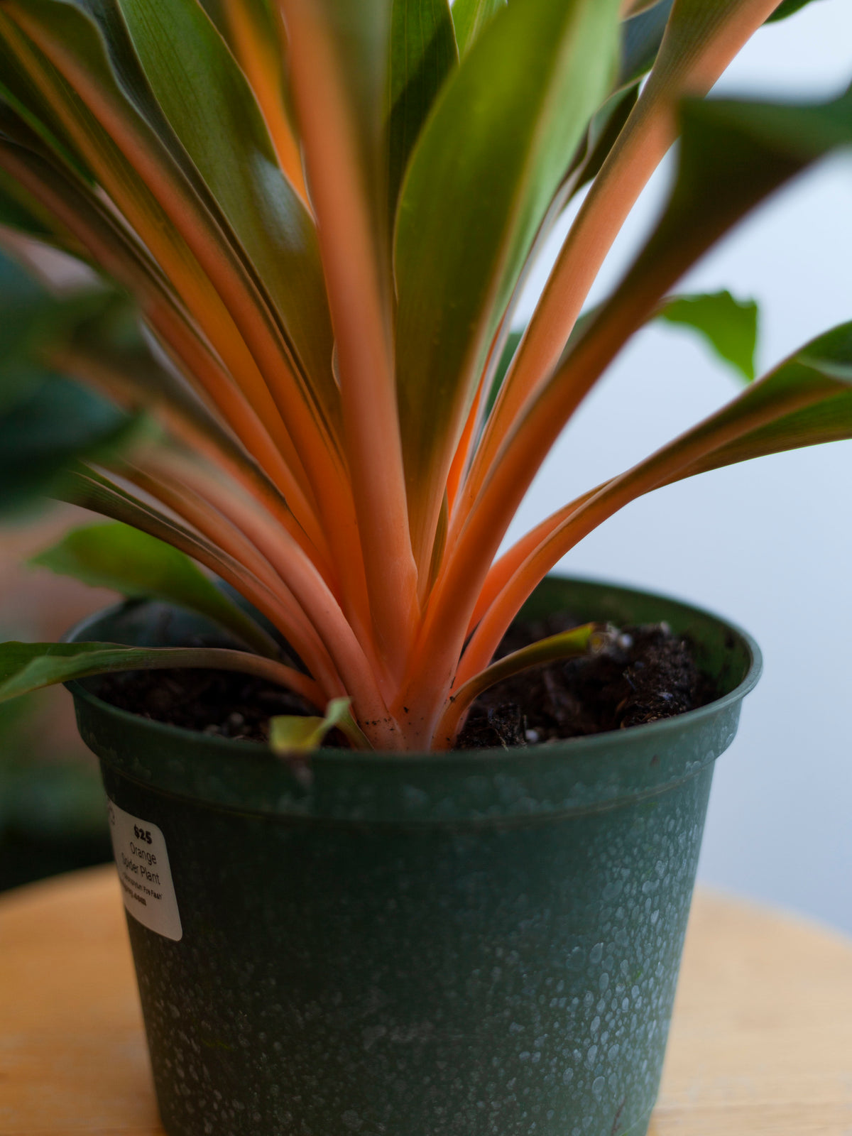 Orange Spider Plant 6"