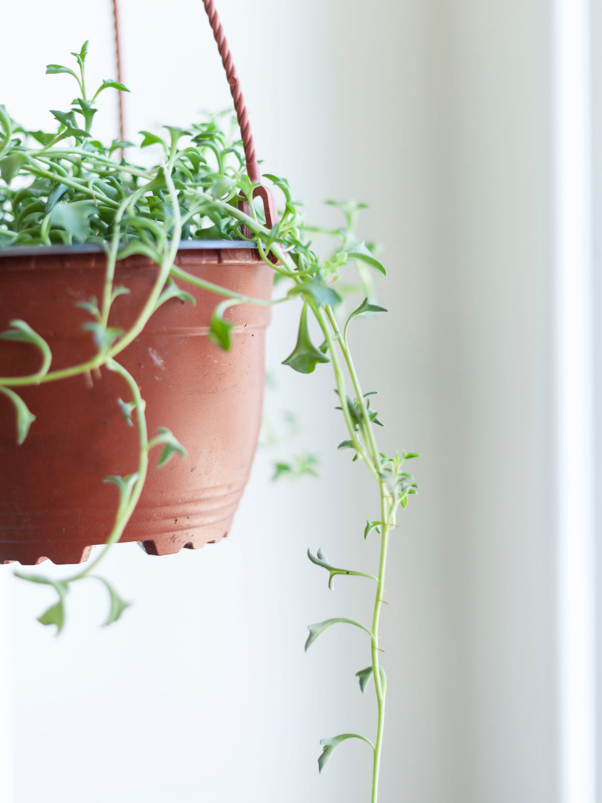 String of Dolphins Hanging Basket 6"