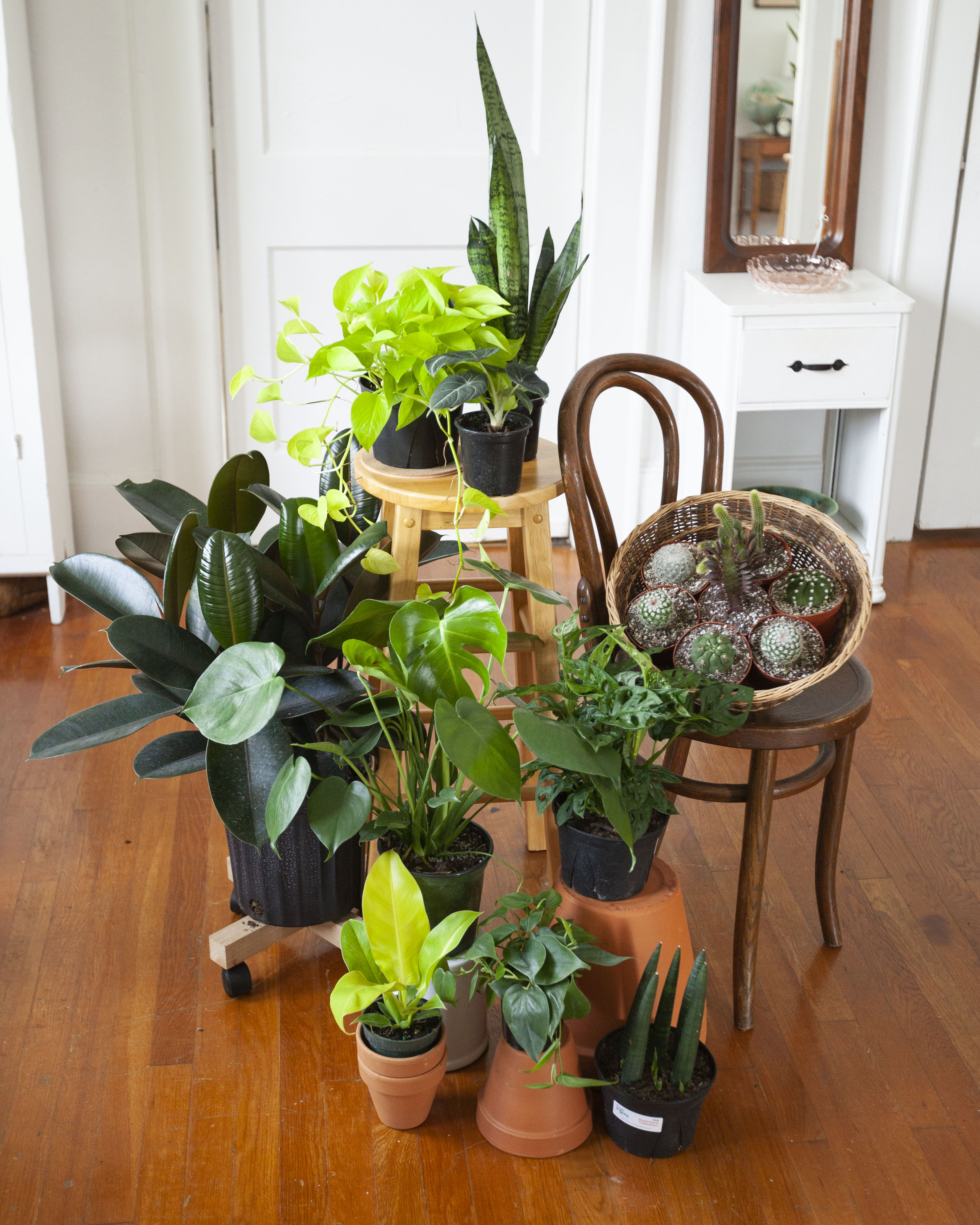 15+ Gray Plants Beginner-Friendly Plants – Cast & Grey Botanical