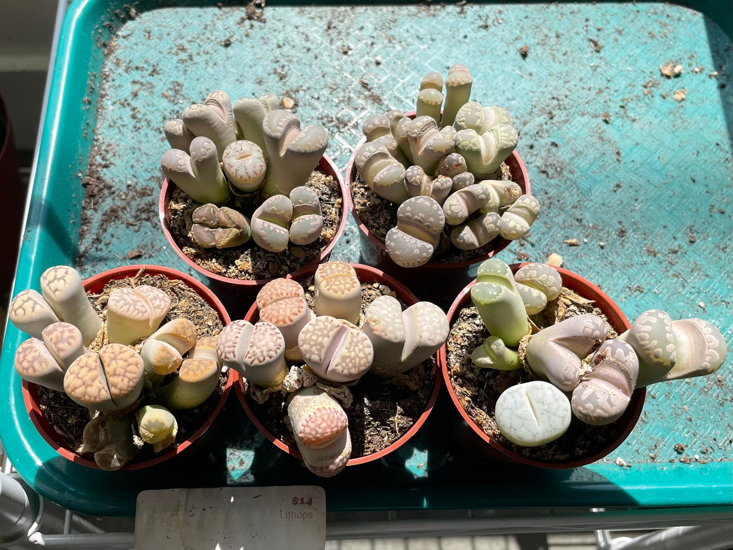 Lithops 2.5"
