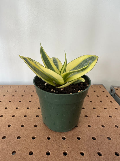 Sansevieria ‘Lotus Hahnii’ 4"