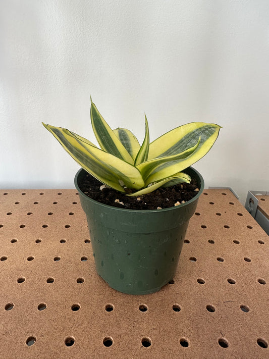 Sansevieria ‘Lotus Hahnii’ 4"