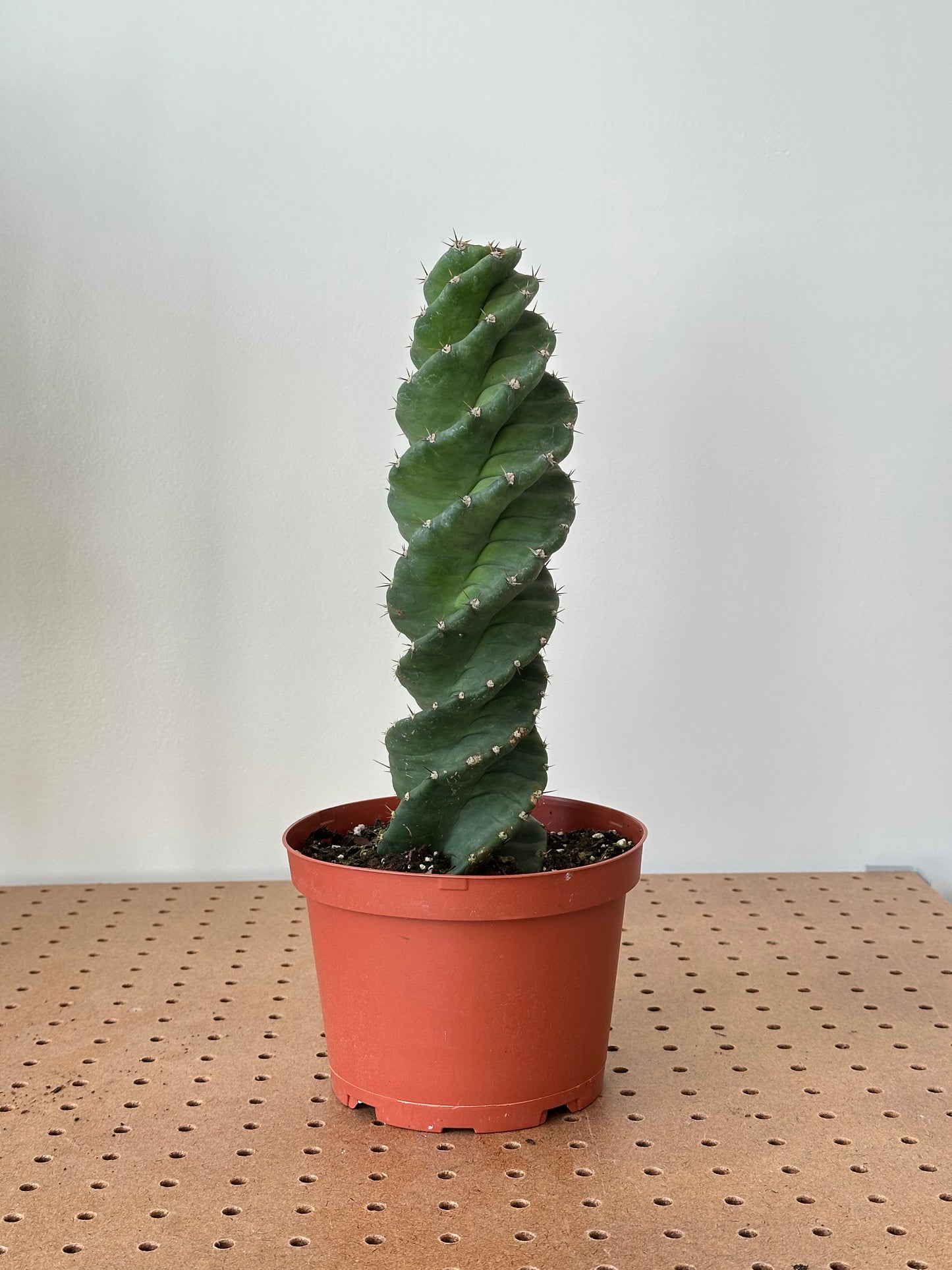 Cactus ‘Spiral’ 6"