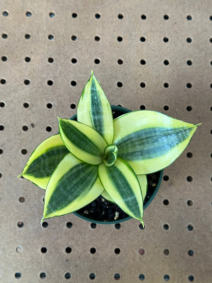 Sansevieria ‘Lotus Hahnii’ 4"