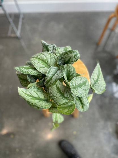 Scindapsus 'Silver Satin' 4"