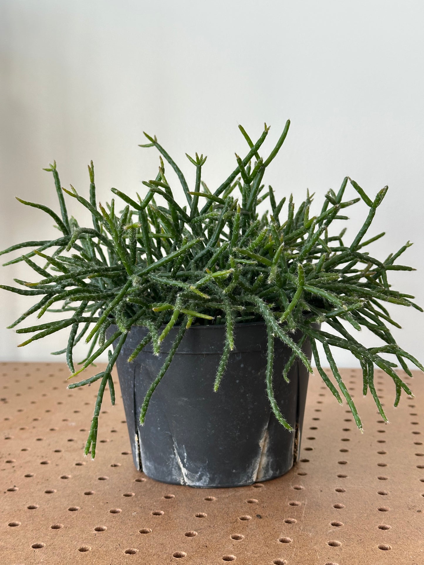 Rhipsalis 'Mistletoe Cactus' 6"