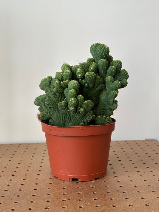 Cactus ‘Cereus Monstrous’ 6"