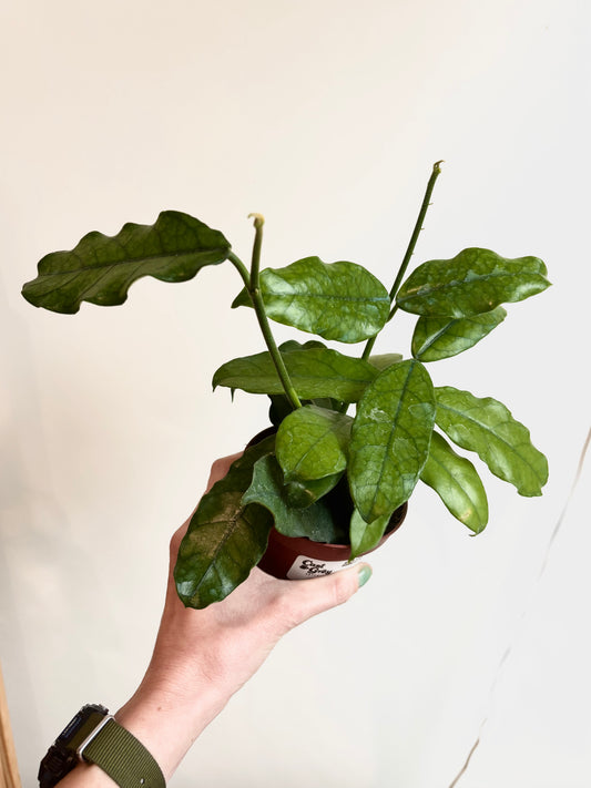 Hoya 'Crassipetiolata' 4"