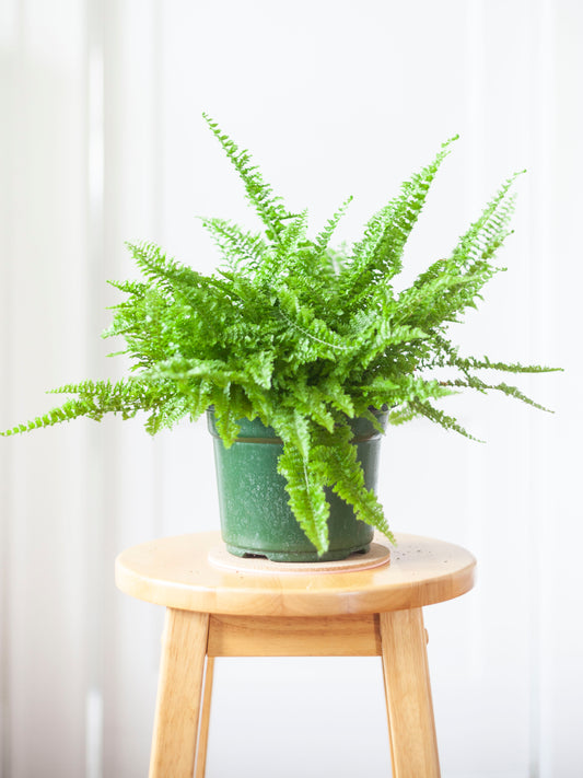 Fluffy Ruffle Fern 6"