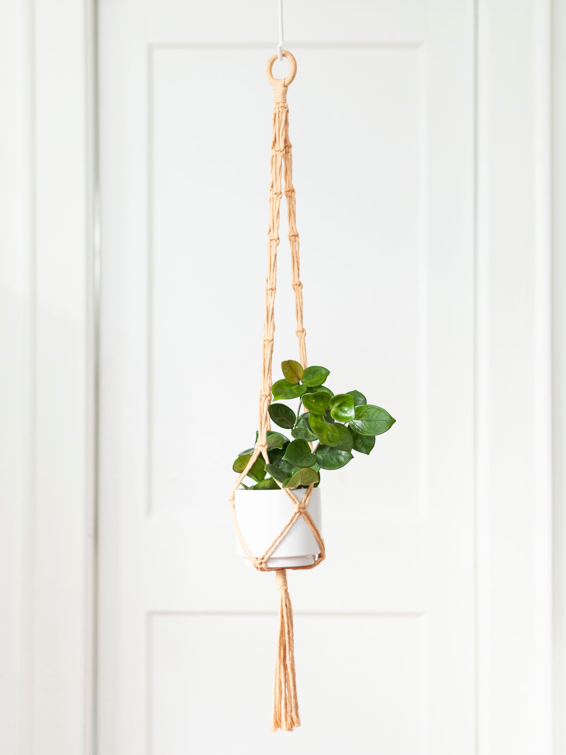very simple macrame plant hanger Blooming Fibers Macramé Plant Hangers available for Local Delivery or In-Store Pickup in Savannah, GA – Cast & Grey Botanical
