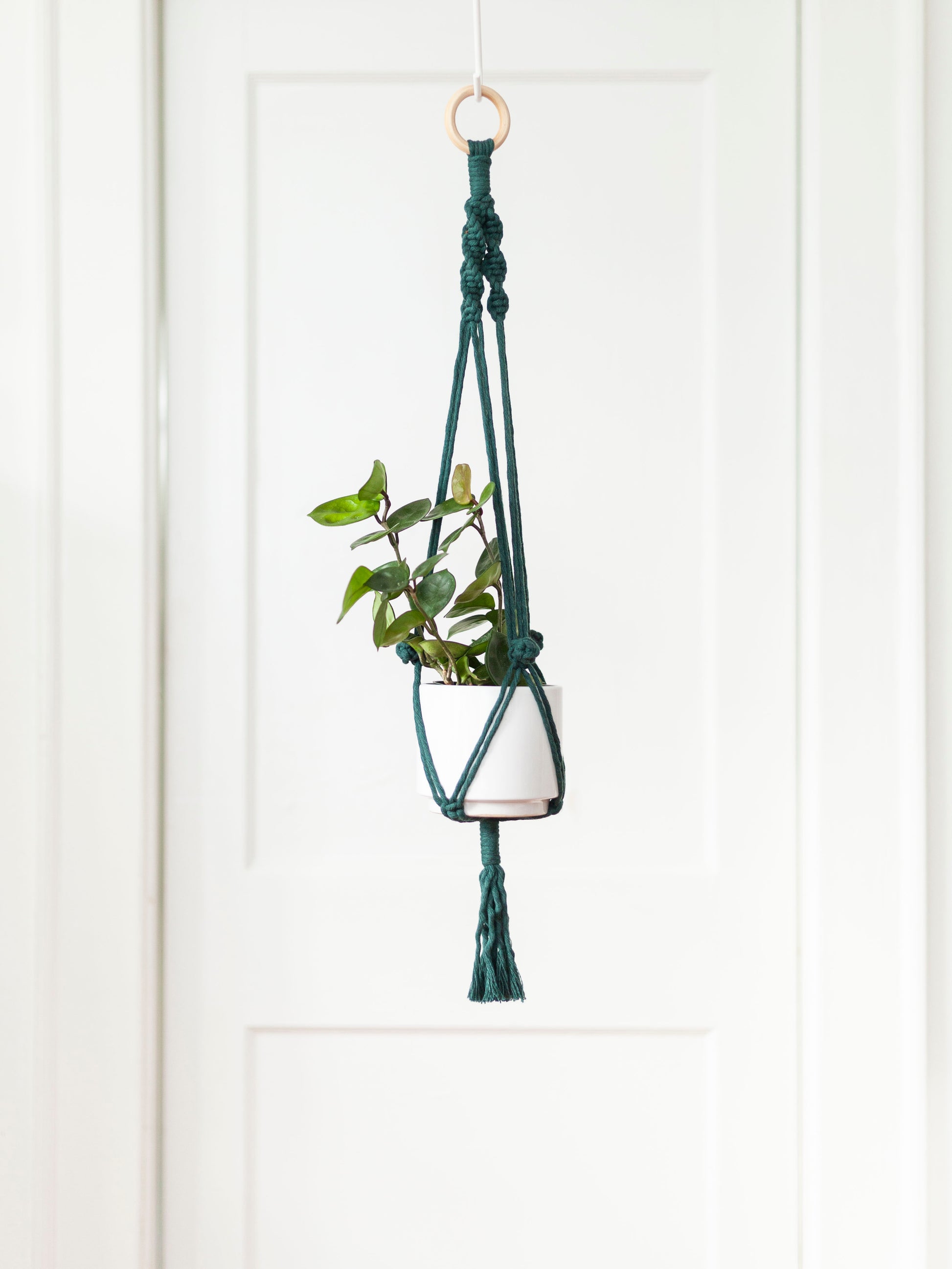 colorful macrame plant hanger Blooming Fibers Macramé Plant Hangers available for Local Delivery or In-Store Pickup in Savannah, GA – Cast & Grey Botanical