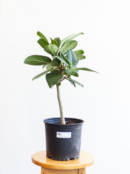 Ficus 'Audrey' Std. 8"