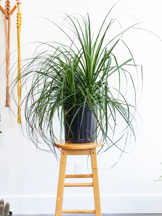 Ponytail Palm 8"