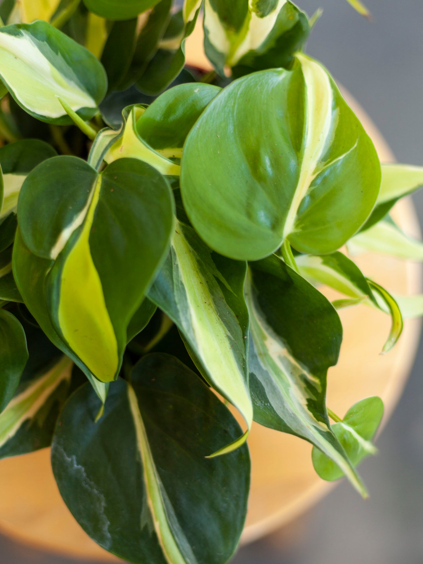 Philodendron 'Rio Silver Stripe'6"