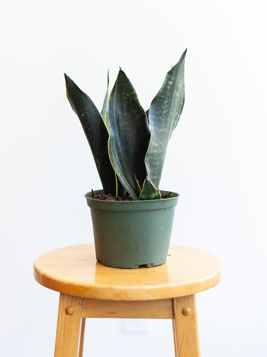 Sansevieria 'Fabi' 6"