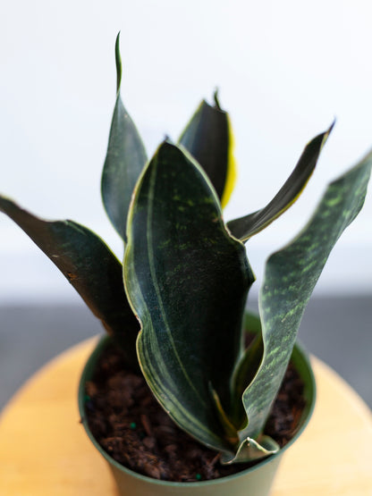 Sansevieria 'Fabi' 6"