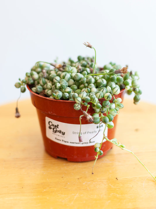 String of Pearls Var. 4"