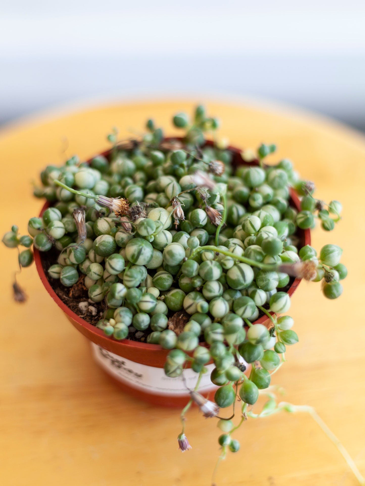 String of Pearls Var. 4"
