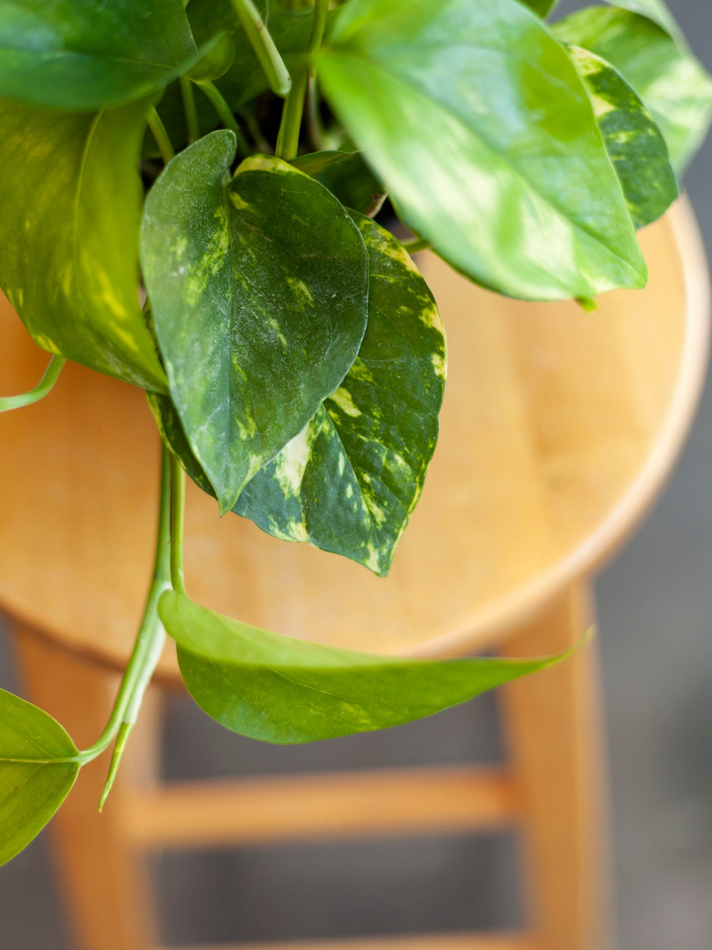 Pothos 'Golden' 6"