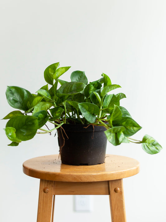 Pothos 'Lemon Merengue' 6"