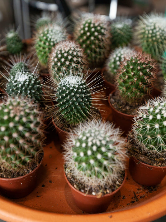 Cactus (Assorted) 2"