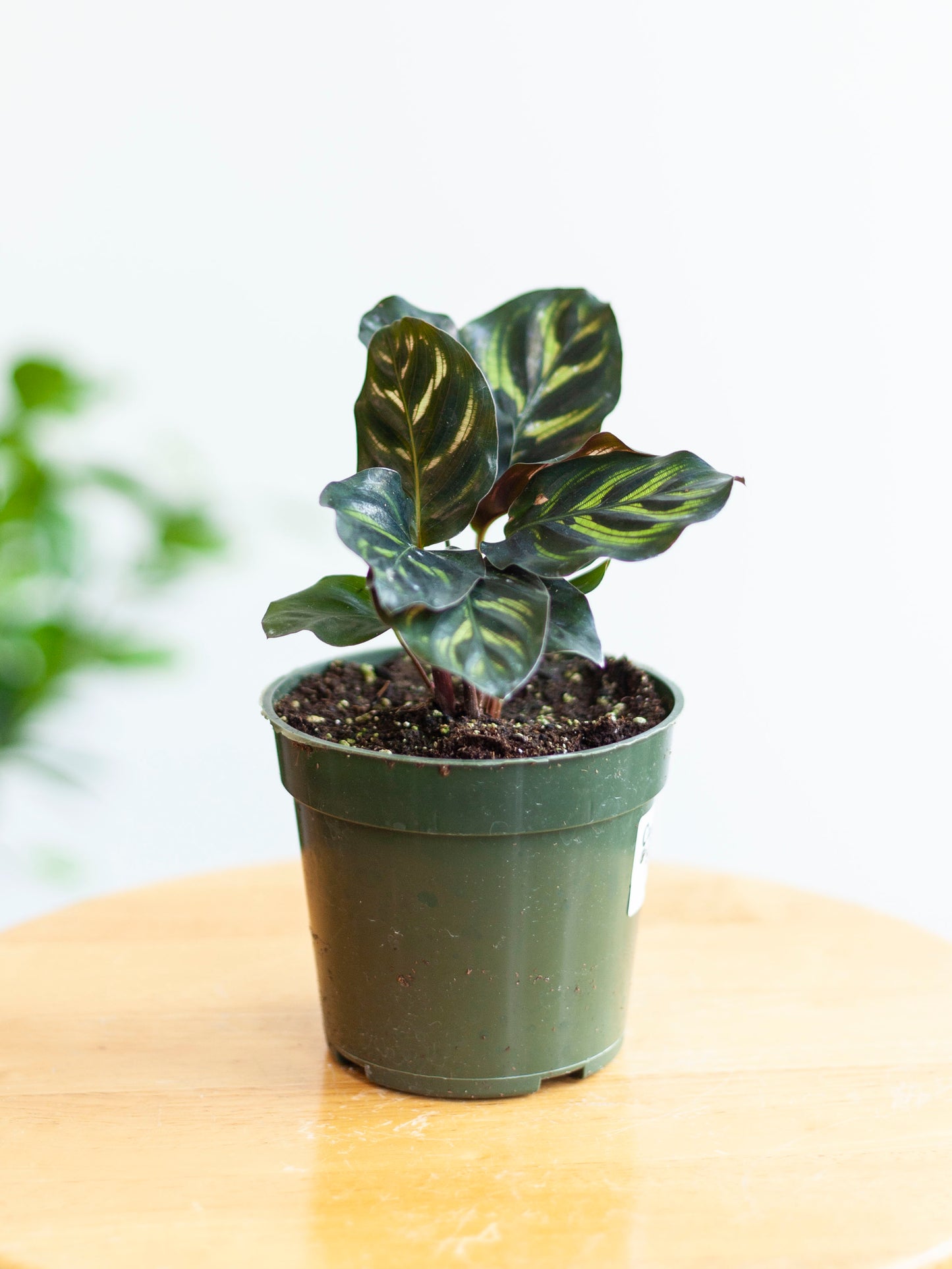Calathea 'Peacock' 4"