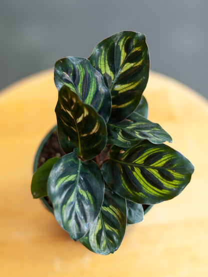 Calathea 'Peacock' 4"