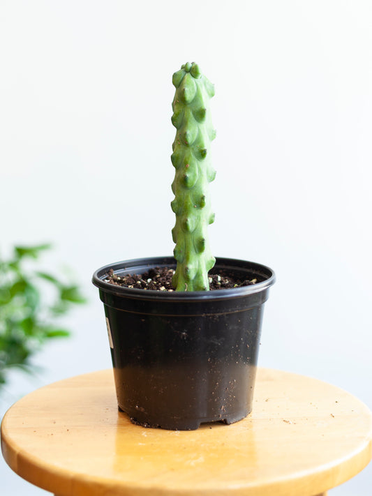 Cereus Boobie Cactus 6"