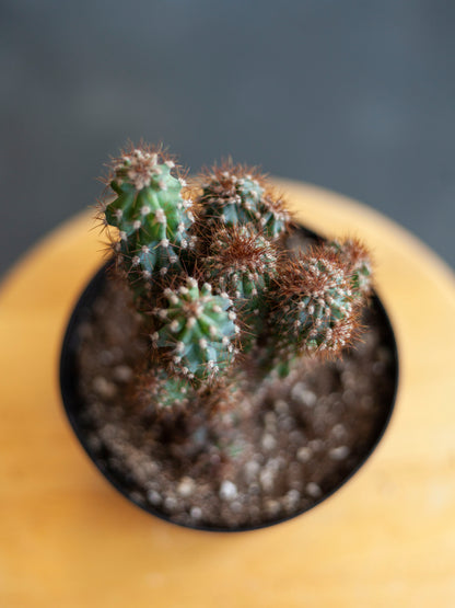 Cereus Peruvianus Montrose Cactus 6"