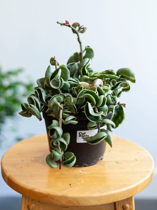 Hoya Carnosa Compacta 'Rope' Var. 6"