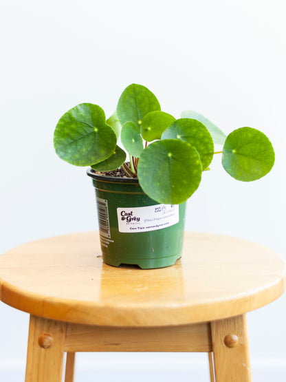 UFO Plant 4.5"