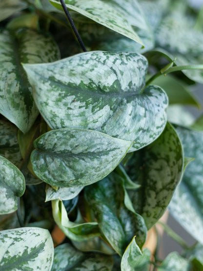 Scindapsus 'Silver Satin' Hanging Basket 8"