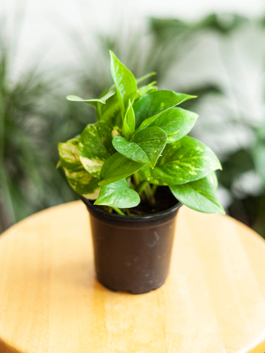 Pothos 'Golden' 4"