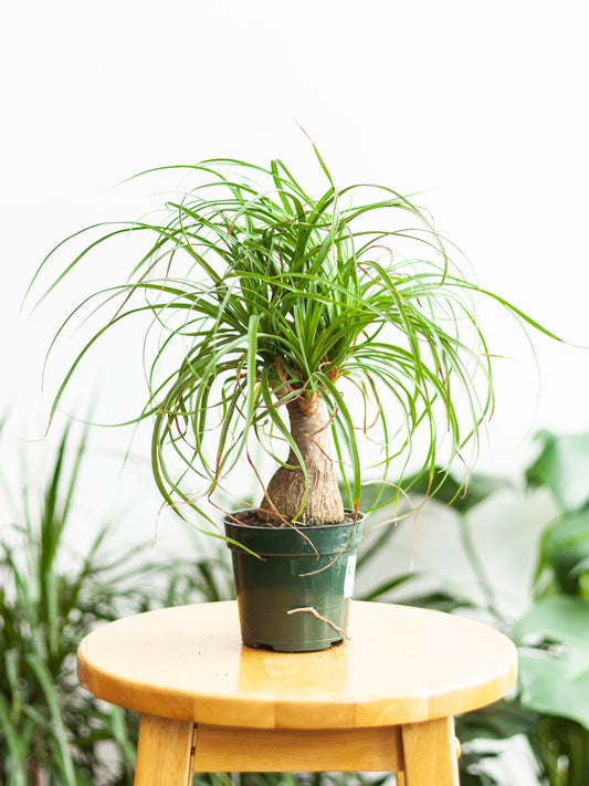 Ponytail Palm 4"