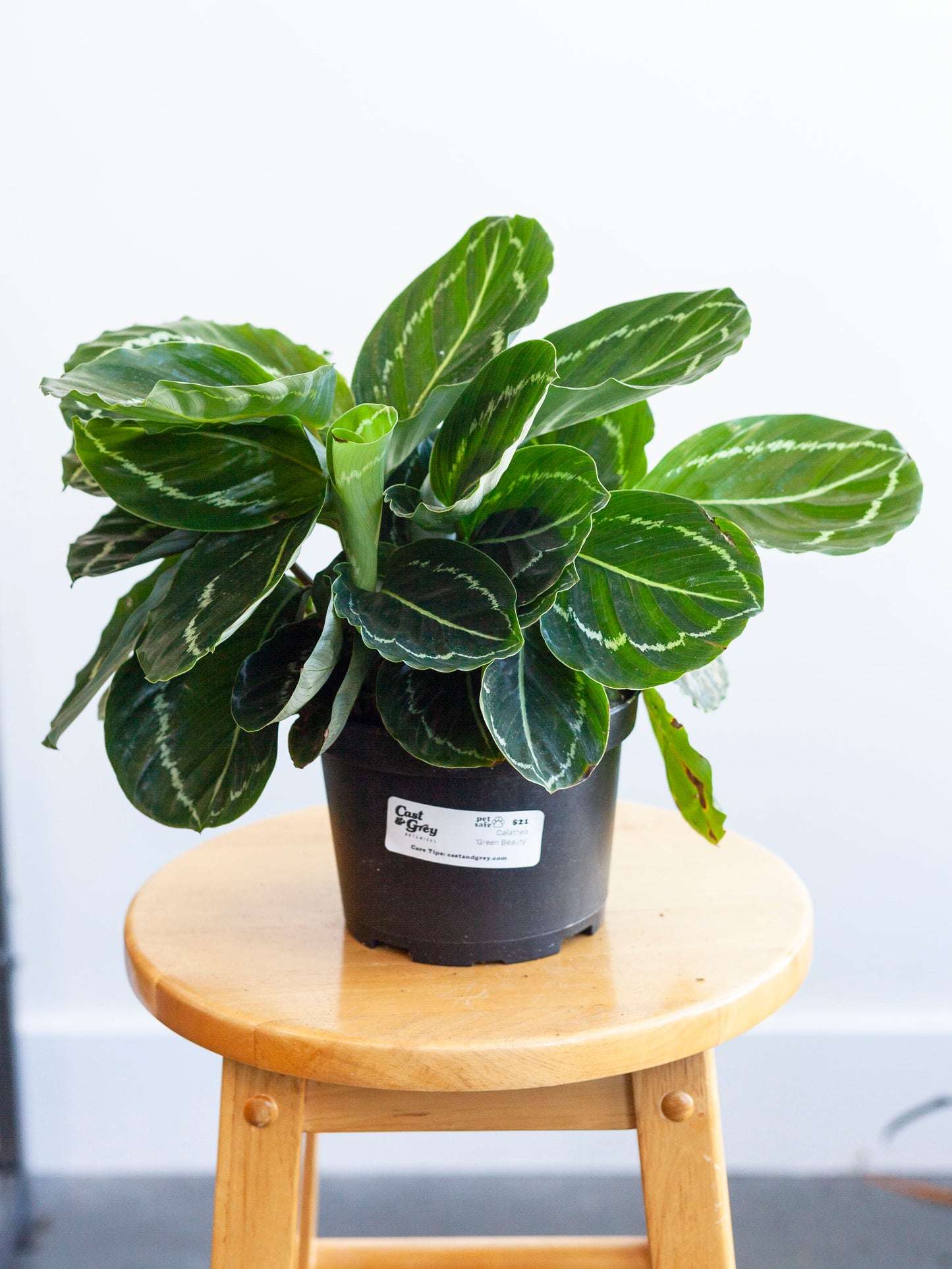 Calathea 'Green Beauty' 6"