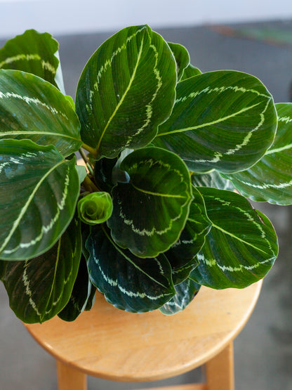 Calathea 'Green Beauty' 6"