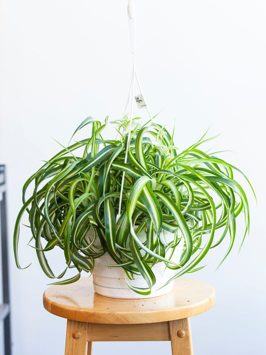 Spider Plant 'Bonnie' Hanging Basket 8"