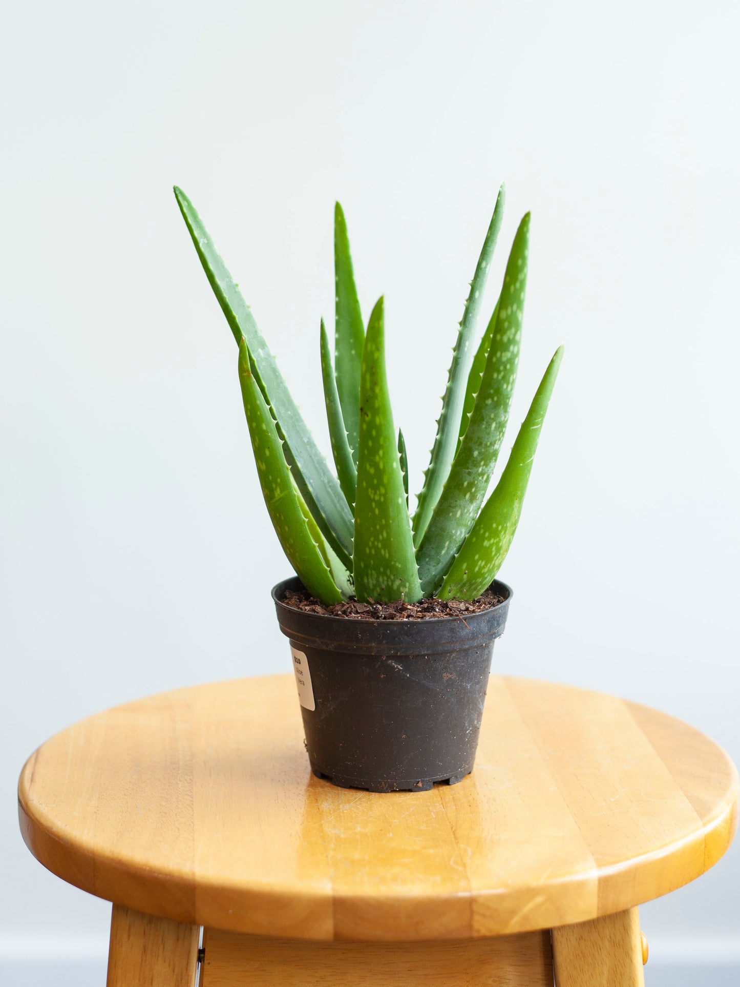 Aloe Vera 4"