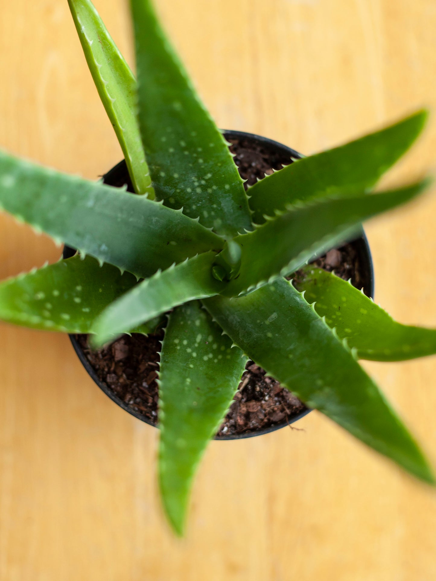 Aloe Vera 4"