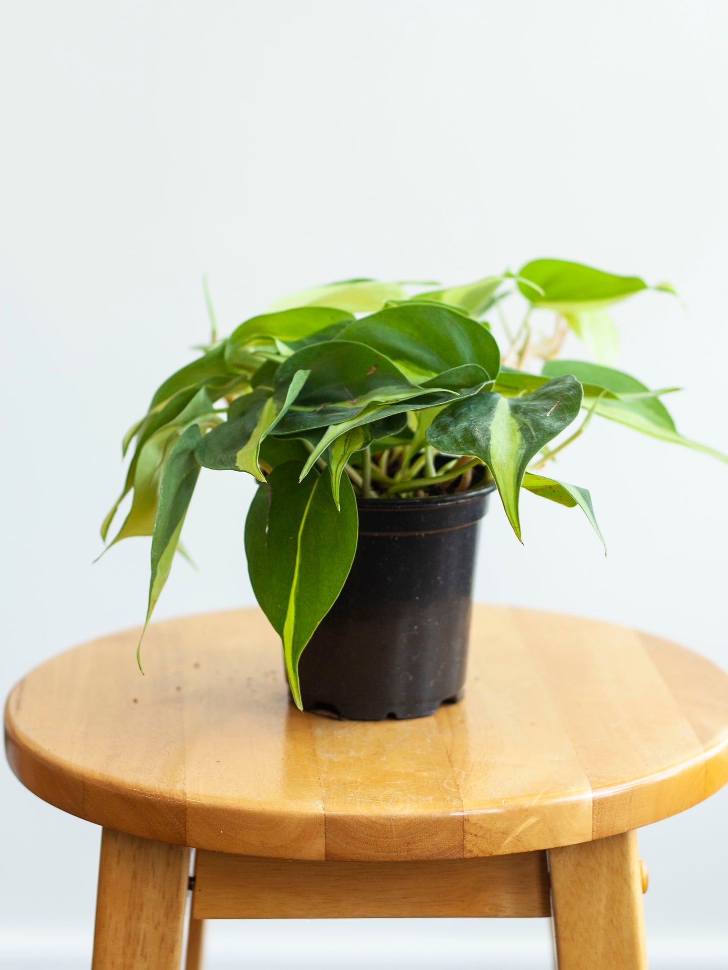 Philodendron 'Brasil' 4"