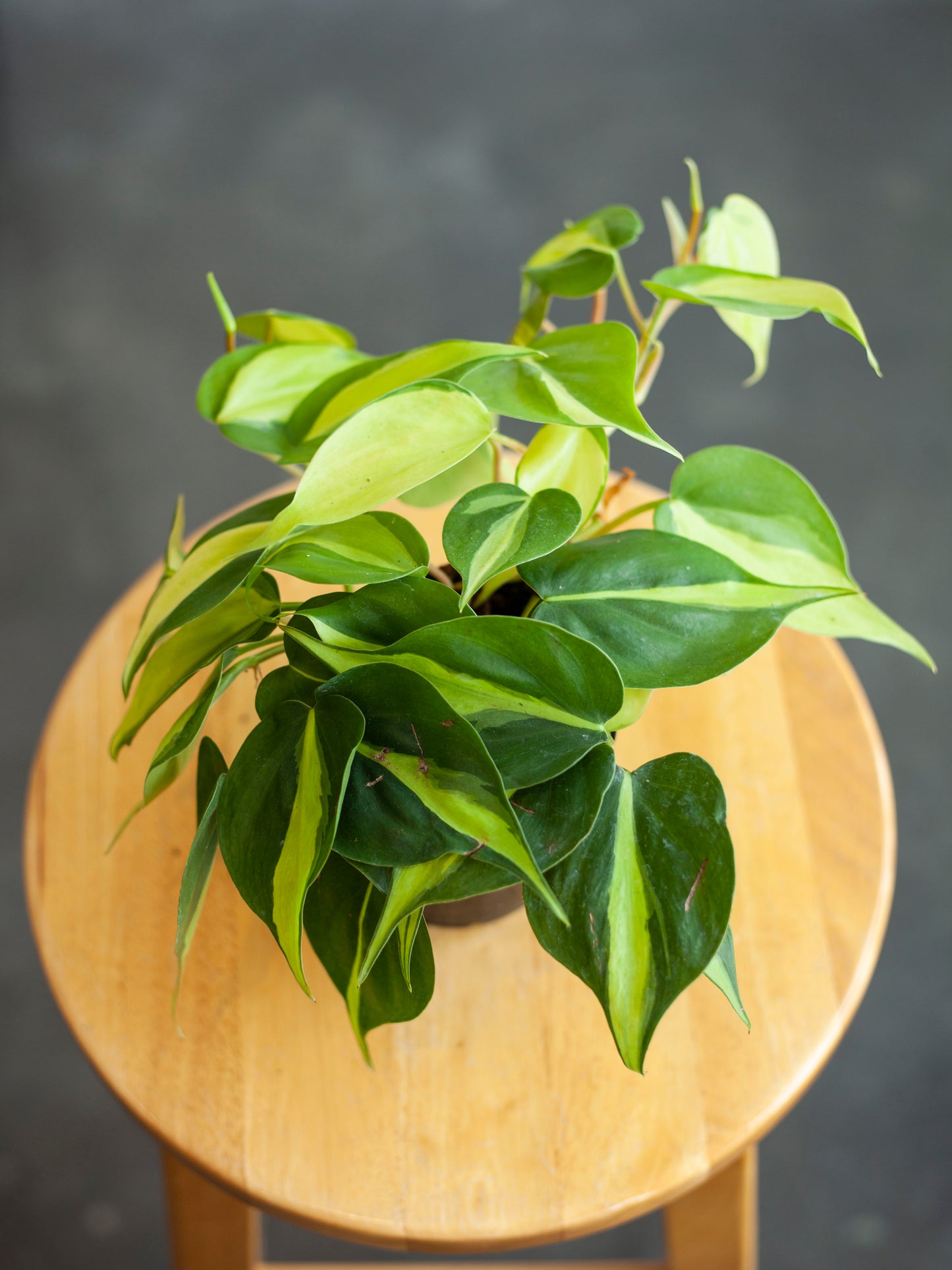 Philodendron 'Brasil' 4"