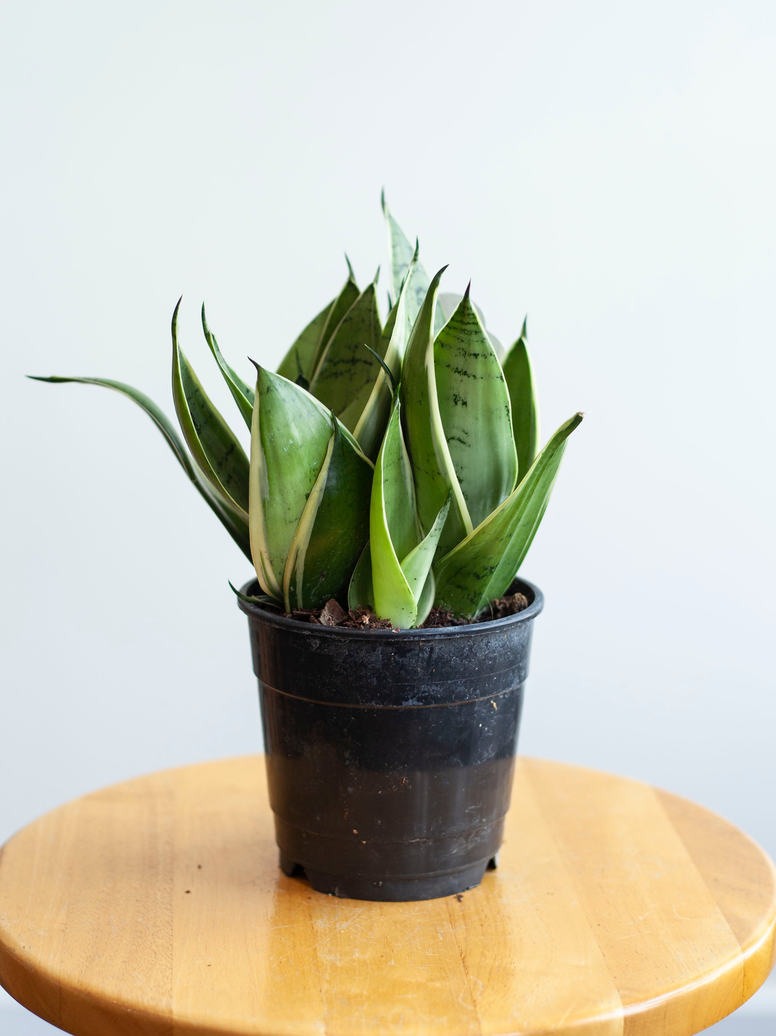 Sansevieria 'Night Owl' 5