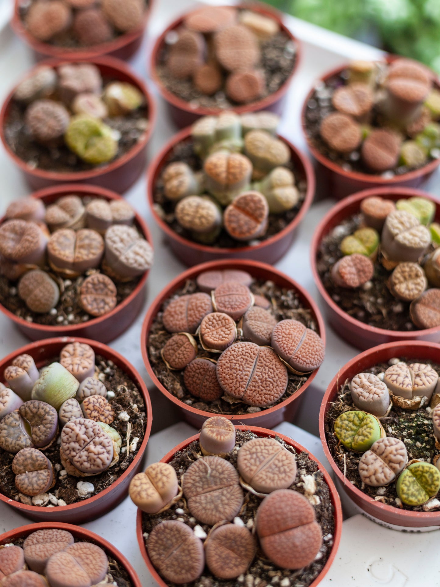 Lithops 2.5"