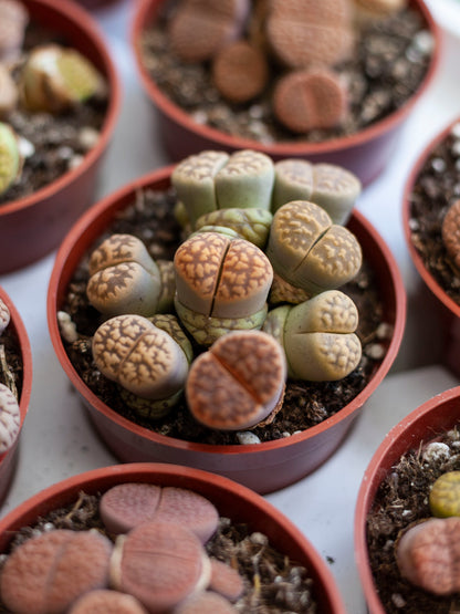 Lithops 2.5"