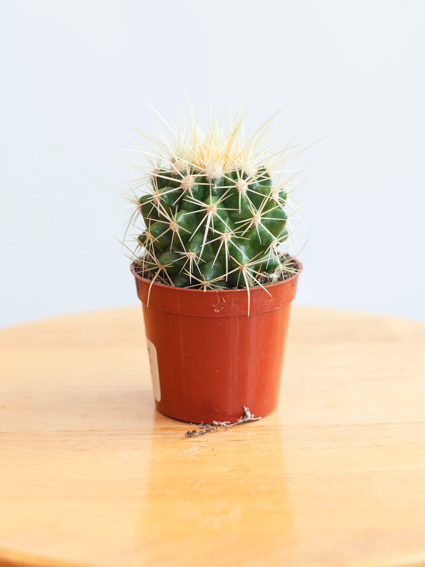 Golden Barrel Cactus 2.5"