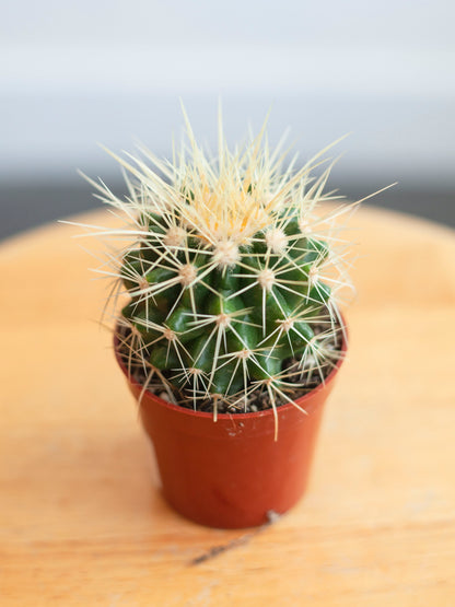 Golden Barrel Cactus 2.5"