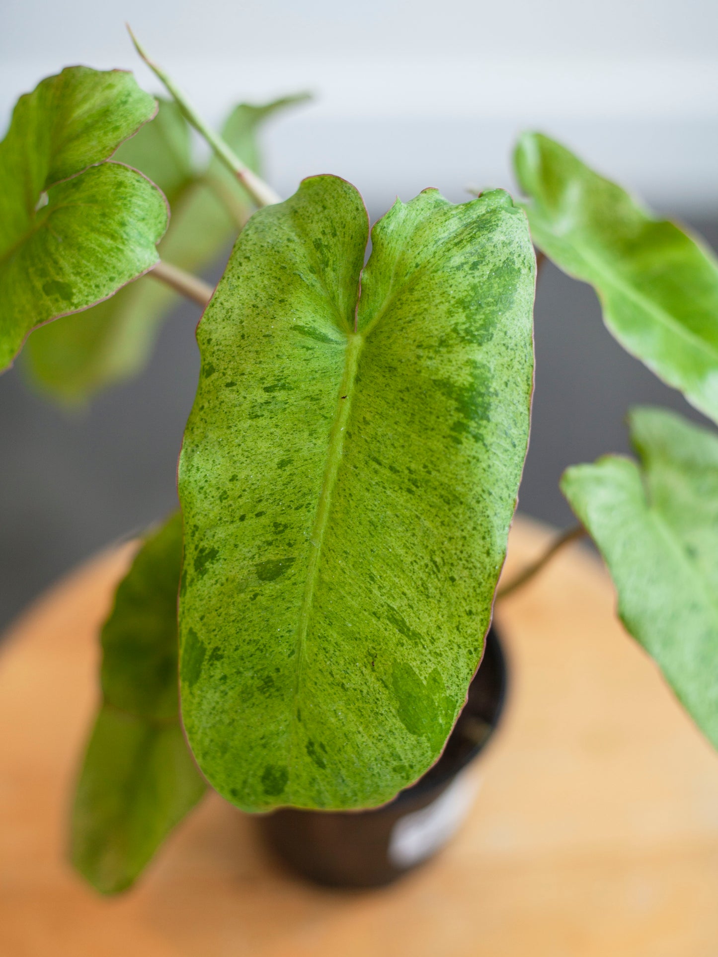 Philodendron 'Paraiso Verde' 4"