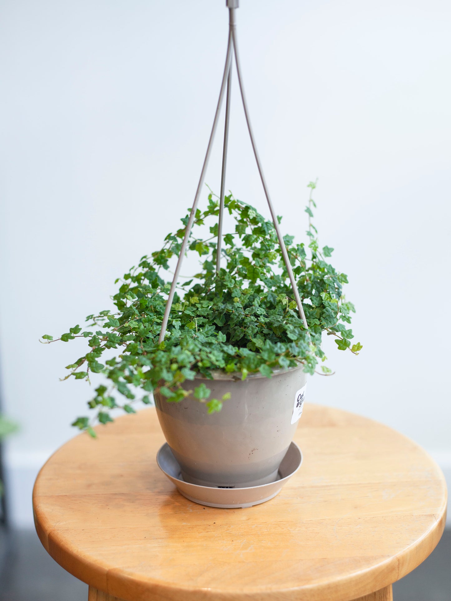 String of Frogs Hanging Basket 4.5"